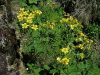 Ranunculus cortusifolius 10, Saxifraga-Ed Stikvoort