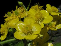 Ranunculus cortusifolius 9, Saxifraga-Ed Stikvoort