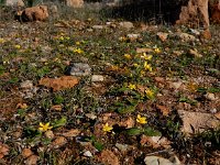 Ranunculus cytheraeus 2, Saxifraga-Ed Stikvoort