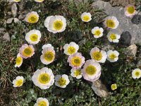 Ranunculus glacialis 33, Saxifraga-Harry Jans