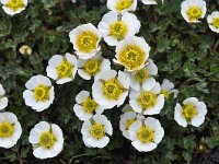 Ranunculus glacialis 34, Saxifraga-Harry Jans