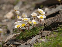 Ranunculus glacialis 38, Saxifraga-Luuk Vermeer  Ranunculus glacialis