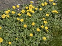 Ranunculus gouanii