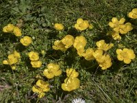 Ranunculus gouanii 7 , Saxifraga-Willem van Kruijsbergen