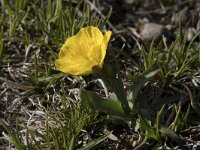 Ranunculus gramineus 10, Saxifraga-Willem van Kruijsbergen