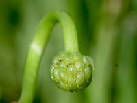 Ranunculus hederaceus 2, Klimopwaterranonkel, Saxifraga-Sonja Bouwman  998. Klimopwaterranonkel - Ranunculus hederaceus - Ranunculaceae familie (i)