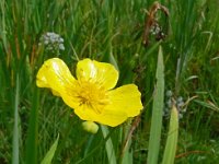 Ranunculus lingua 22, Grote boterbloem, Saxifraga-Hans Grotenhuis