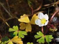 Ranunculus ololeucos 15, Witte waterranonkel, Saxifraga-Hans Dekker