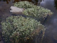 Ranunculus peltatus 18, Grote waterranonkel, Saxifraga-Ed Stikvoort