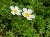 Ranunculus peltatus 21, Grote waterranonkel, Saxifraga-Ed Stikvoort