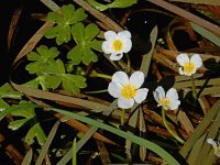 Ranunculus peltatus 24, Grote waterranonkel, Saxifraga-Ed Stikvoort