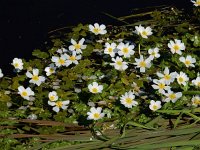 Ranunculus peltatus 25, Grote waterranonkel, Saxifraga-Ed Stikvoort