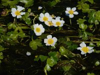 Ranunculus peltatus 26, Grote waterranonkel, Saxifraga-Ed Stikvoort