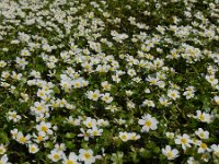 Ranunculus peltatus 28, Grote waterranonkel, Saxifraga-Ed Stikvoort