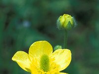 Ranunculus psilostachys