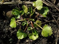 Ranunculus sardous 15, Behaarde boterbloem, Saxifraga-Rutger Barendse