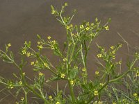 Ranunculus sceleratus 17, Blaartrekkende boterbloem, Saxifraga-Willem van Kruijsbergen