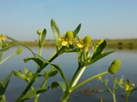 Ranunculus sceleratus 21, Blaartrekkende boterbloem, Saxifraga-Ed Stikvoort