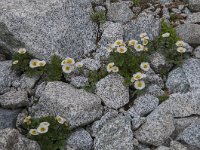 Ranunculus seguieri 16, Saxifraga-Luuk Vermeer