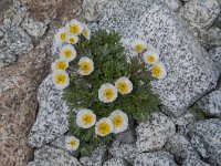 Ranunculus seguieri 17, Saxifraga-Luuk Vermeer