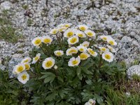 Ranunculus seguieri 19, Saxifraga-Luuk Vermeer