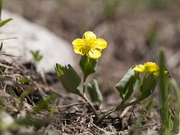 Ranunculus thora 7, Saxifraga-Luuk Vermeer