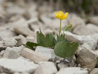 Ranunculus thora 8, Saxifraga-Luuk Vermeer