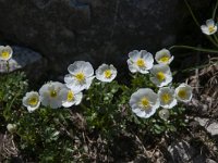 Ranunculus traunfellneri