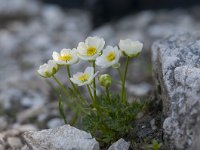 Ranunculus traunfellneri 2, Saxifraga-Luuk Vermeer