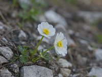 Ranunculus traunfellneri 3, Saxifraga-Luuk Vermeer