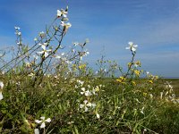 Raphanus raphanistrum 9, Knopherik, Saxifraga-Ed Stikvoort