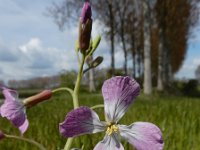 Raphanus sativus 10, Tuinradijs, Saxifraga-Ed Stikvoort