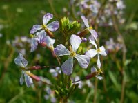 Raphanus sativus 15, Radijs, Saxifraga-Ed Stikvoort