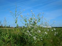 Raphanus sativus 17, Radijs, Saxifraga-Ed Stikvoort