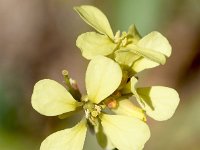 Rapistrum rugosum ssp rugosum 21, Saxifraga-Sonja Bouwman  Rapistrum rugosum ssp. rugosum - Brassicaceae familie; Sagres (Pt)