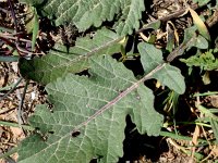 Rapistrum rugosum ssp rugosum 22, Saxifraga-Sonja Bouwman  Rapistrum rugosum ssp. rugosum - Brassicaceae familie