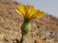 Reichardia intermedia 3, Saxifraga-Ed Stikvoort