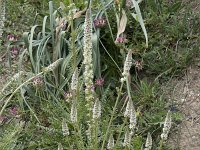 Reseda barrelieri 2, Saxifraga-Willem van Kruijsbergen