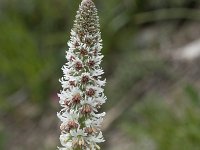 Reseda barrelieri 4, Saxifraga-Willem van Kruijsbergen