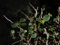 Rhamnus myrtifolia 10, Saxifraga-Ed Stikvoort : Els Arcs