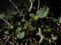 Rhamnus myrtifolia 11, Saxifraga-Ed Stikvoort : Els Arcs