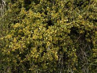 Rhamnus myrtifolia 4, Saxifraga-Willem van Kruijsbergen