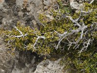 Rhamnus myrtifolia 7, Saxifraga-Jan van der Straaten