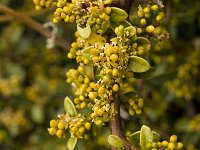 Rhamnus myrtifolia 8, Saxifraga-Jan van der Straaten