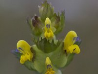 Rhinanthus angustifolius 17, Grote ratelaar, Saxifraga-Luc Hoogenstein : Wadden, natuur, Waddenzee, nature, Fryslan, Frysia, Friesland, Wadden Sea