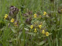 Rhinanthus angustifolius 92, Grote ratelaar, Saxifraga-Willem van Kruijsbergen