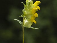 Rhinanthus angustifolius 1, Grote ratelaar, Saxifraga-Jan van der Straaten