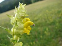 Rhinanthus angustifolius 12, Grote ratelaar, Saxifraga-Jasenka Topic