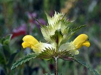 Rhinanthus angustifolius 14, Grote ratelaar, Saxifraga-Jeroen Willemsen