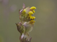 Rhinanthus angustifolius 16, Grote ratelaar, Saxifraga-Luc Hoogenstein : Fryslan, natuur, Friesland, Frysia, nature, Wadden, Waddenzee, Wadden Sea